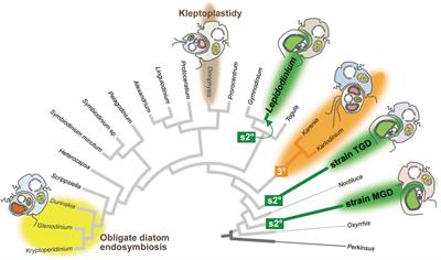 Comparative Plastid Genomics of Green-Colored Dinoflagellates Unveils Parallel Genome Compaction and RNA Editing